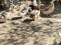 Ducks — عکس 1