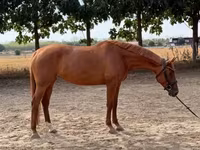 Kuda betina, Kisber felver — foto 3