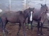 Жребец, Kazakh horse — снимка 2