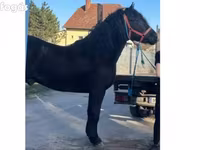 Hingst, Heste — foto 5