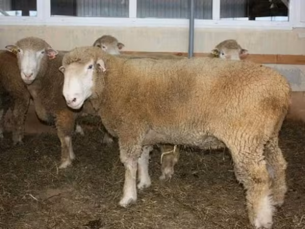 Ram, Dorset down sheep — Russia