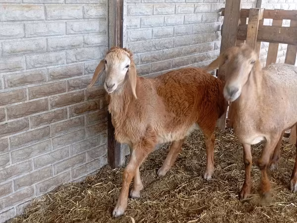 Beran, Ovce