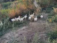 Chickens — foto 3