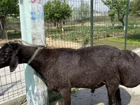 Carnero, Blackheaded Persian sheep — foto 2