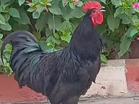 Chickens — fotografija 5
