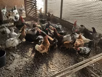 Chickens — zdjęcie 2
