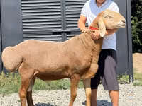 Widder, Arashan sheep — Foto 1