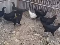 Chickens — ፎቶ 1