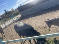 فرس, Horse breed — الصورة 5