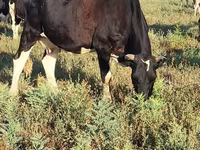 Lo’, Holstein breed — sawirka 3