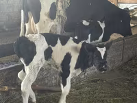 Býk, Russian Black pied cattle — foto 3