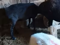 Kambing betina, Sheep — foto 3