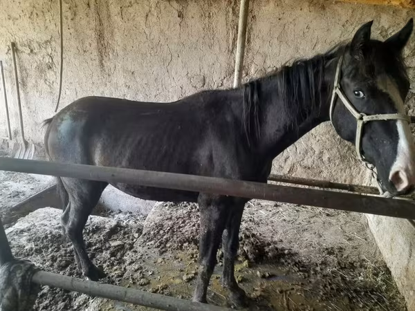 母马, Horses