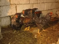 Chickens — акс 3