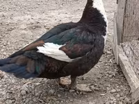 Ducks — ფოტო 8