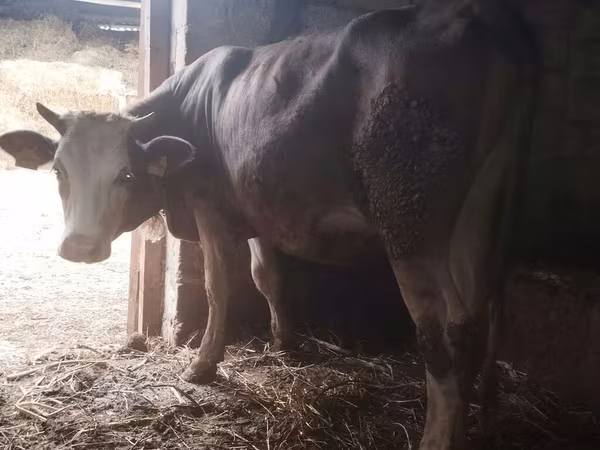Mucca, Simmental cattle