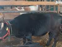 Lembu betina, Cattle — foto 2