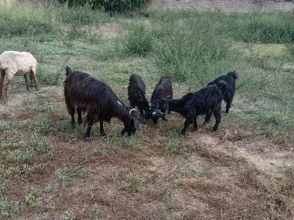 Kambing (lot, jantina tidak dinyatakan), Goats