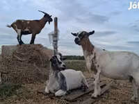 Mbuzi jike, Mbuzi — picha 4