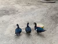 Muscovy domestica — foto 1