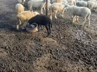 பெண் ஆடு, ஆடுகள் — புகைப்படம் 2