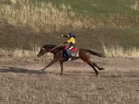 Hingst, Arabian horse — foto 5