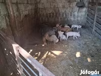 Locha, Świnie — zdjęcie 7