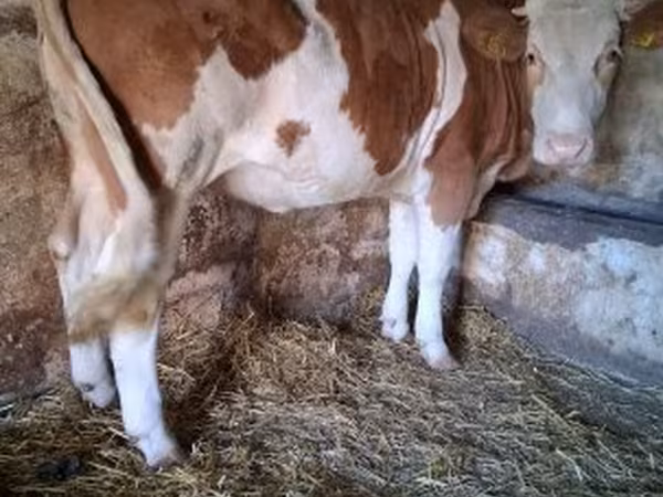 گاو ماده, Simmental cattle
