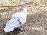 Ducks — foto 5