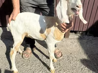 Ged, Nubian Goat — foto 2