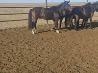 ม้าตัวผู้, New Altai Horse — รูปภาพ 1