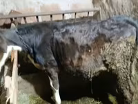 Boğa, Holstein ırkı — foto 3