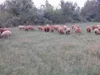 Owce (partia, płeć nieokreślona), Owce — zdjęcie 2