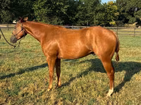 公马, Quarter Horse — 照片 2