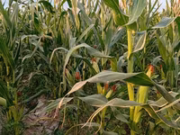 Продам кукуруза на силос с поля 4сома большое объём — புகைப்படம் 4