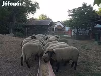 میش, Tsigai sheep — عکس 1