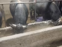گاو نر, Swiss cattle — عکس 3