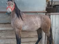 Cavallo, Cavalli — foto 2