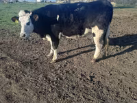 بقرة, Simmental cattle — الصورة 1