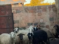 암양, 양 — 사진 1