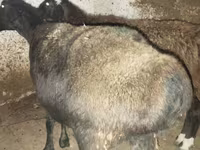 Sheep, Sheep — photo 3