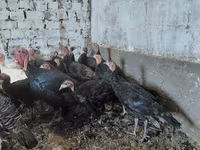 Turkeys — عکس 3