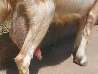 بز ماده, بز — عکس 4