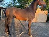 Merrie, Paarden — foto 2