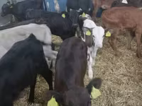 Cattle (batch, sex not specified), Cattle — photo 3