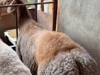 Kambing jantan, Arashan sheep — foto 1