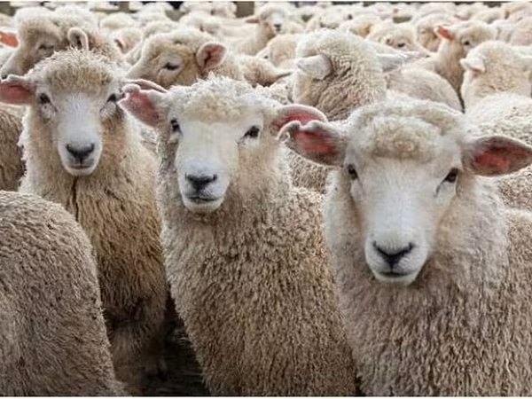 Sheep (batch, sex not specified), Sheep — Azerbaijan