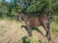 Hoppe, Nonius horse — foto 4