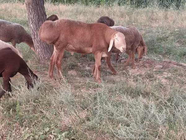 Baran, Arashan sheep