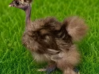 Silkie — foto 4
